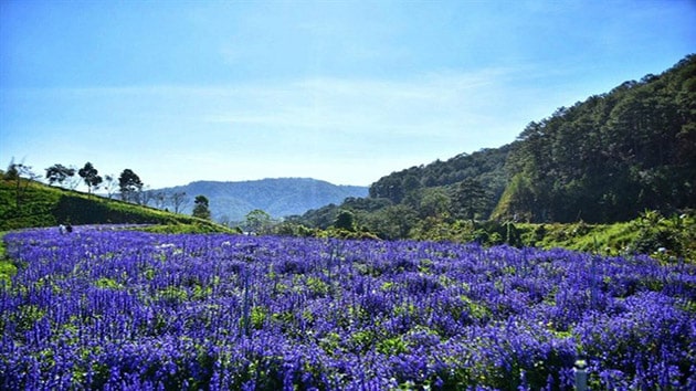 Vườn hoa Lavender Đà Lạt 