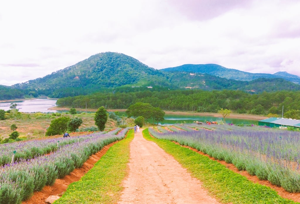 cánh đồng hoa Lavender đà lạt