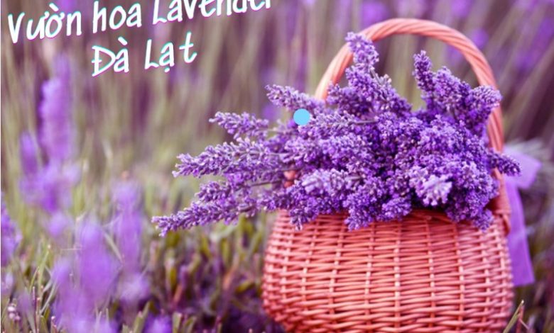 vườn hoa lavender