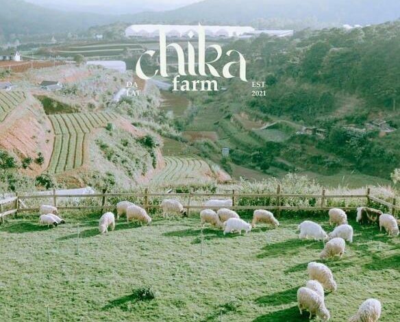 Chika Farm Đà Lạt: Trang trại cừu nên thơ giữa núi đồi