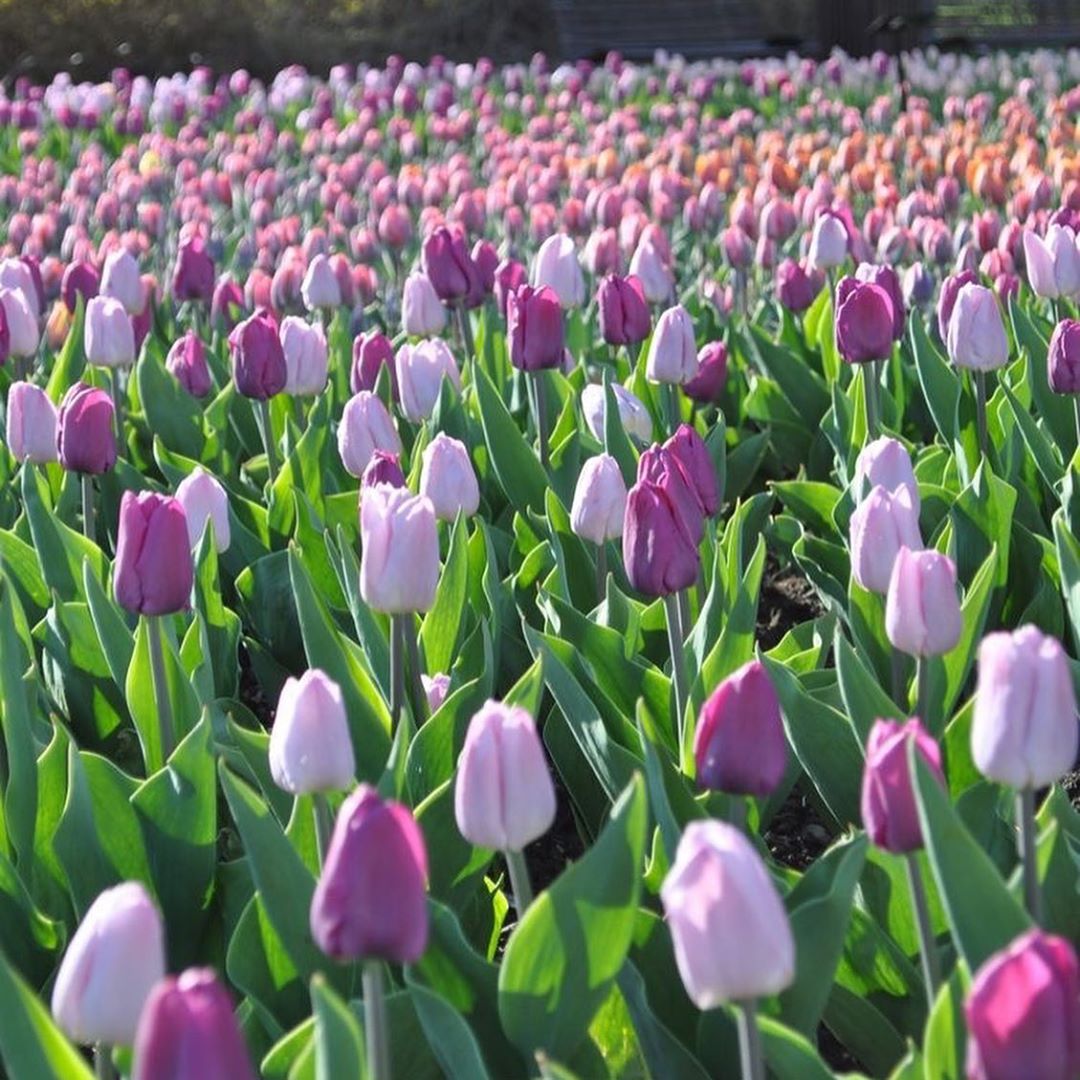 Hoa Tulip tại Đà Lạt