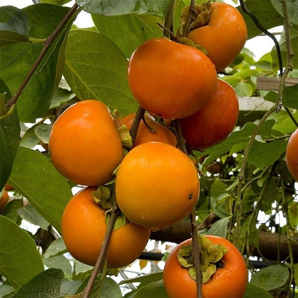 Hồng chính là loại quả đặc trưng tại Đà Lạt