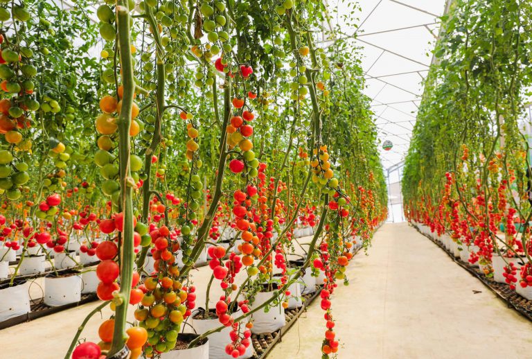 Vườn cà chua Đà Lạt