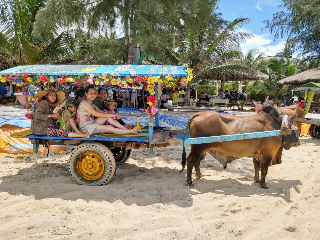 Ngộ nghĩnh đi xe bò ngắm cảnh ở biển Cam Bình 