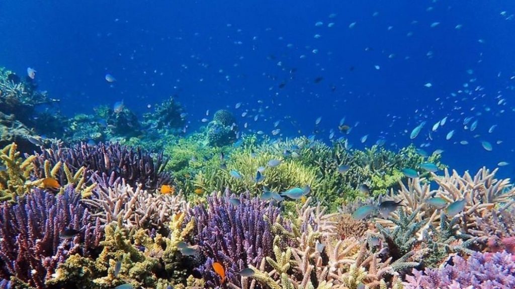 Lặn ngắm san hô hoạt động thích thú khi đến Đảo Phú Quý 